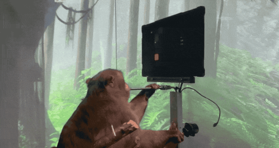 猴子用意念玩乒乓球电游,马斯克秀脑机接口新进展