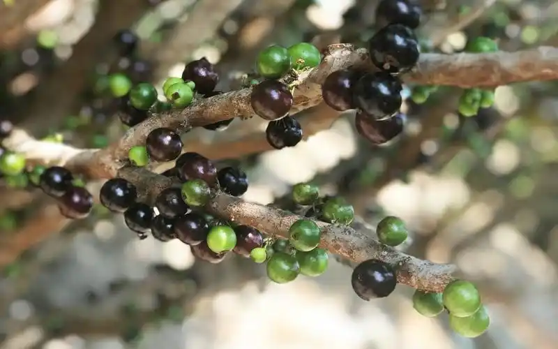 长在枝干上的嘉宝果,外形和葡萄一样1斤售价100元左右