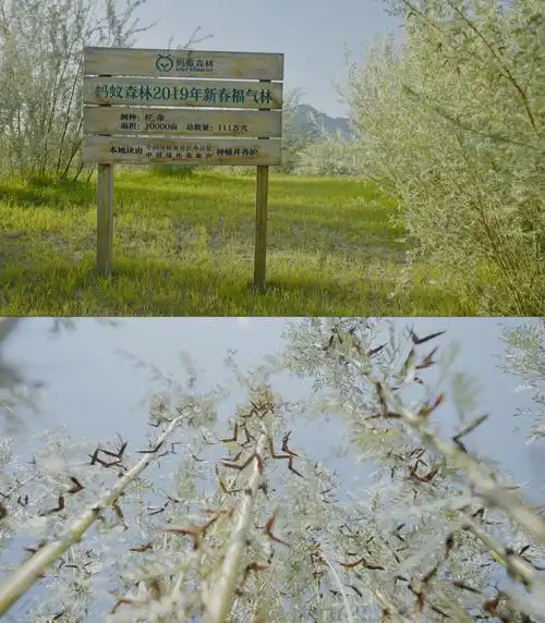 内蒙古科右中旗,"蚂蚁森林新春福气林"柠条结籽 图/蚂蚁集团供图