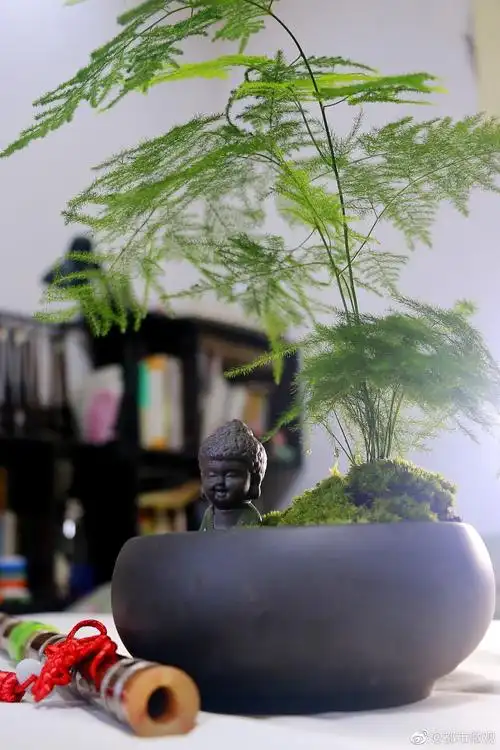 一组文竹盆景,愿给你带来清凉.国庆快乐!