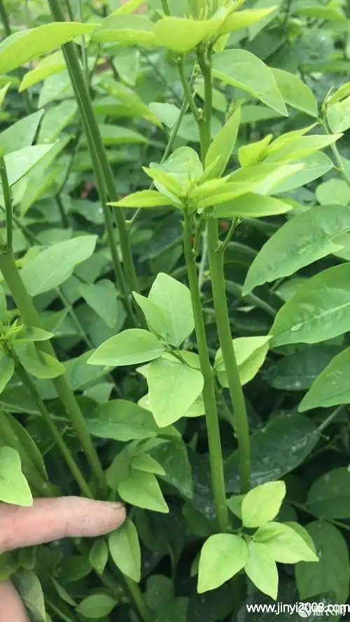 泰国枸杞菜的功效与作用