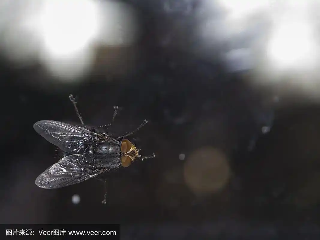 微距拍摄的苍蝇在玻璃/窗户的背景