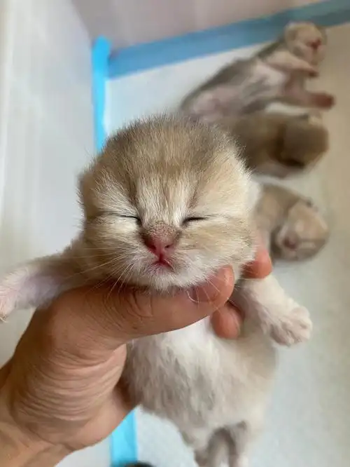 出生九天的蓝金渐层弟弟这颜值能给几分