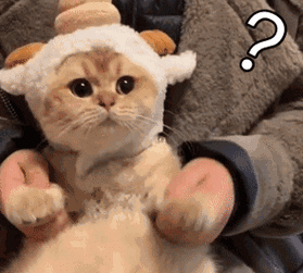 猫咪伸头疑问表情包gif动图