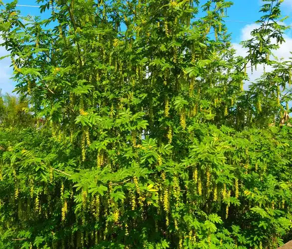 榉树花开串串美.