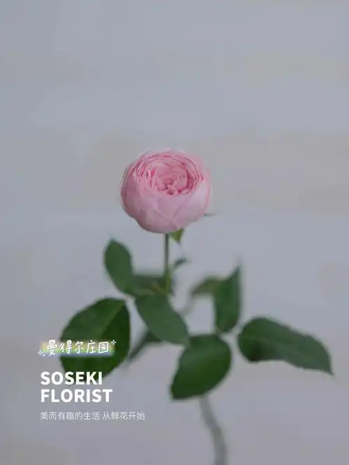 花语集/特点7515曼得尔庄园玫瑰:小众玫瑰,可爱的少女7415