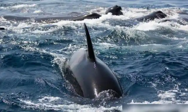 虎鲸群捕杀蓝鲸硕大的蓝鲸连五秒钟都撑不到镜头记录全过程