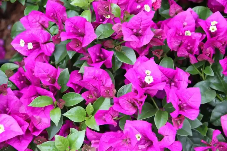 三角梅似花非花似蕊非蕊