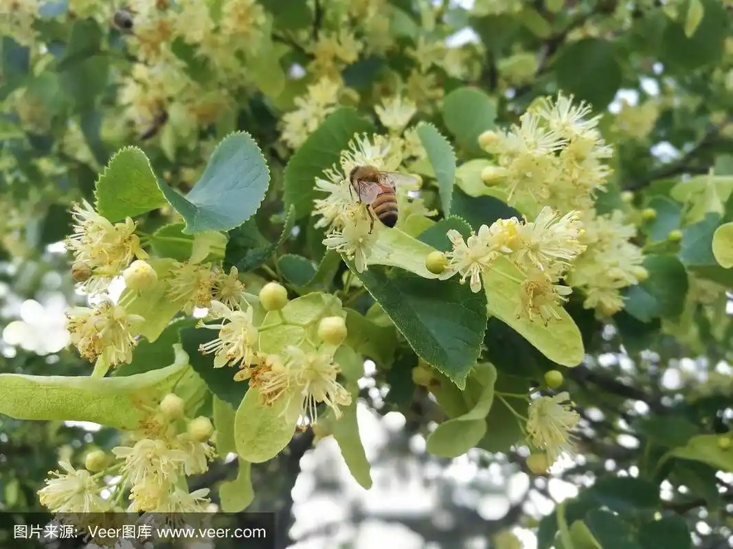 蜜蜂在开花的椴树上