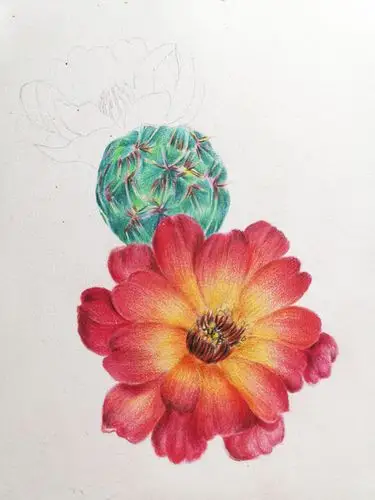 彩铅仙人掌开花了