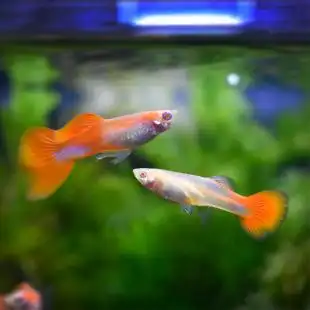 全红白子美国全红孔雀鱼凤尾鱼彩霞鱼热带小型淡水胎生观赏鱼活体可在