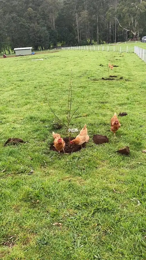 鸡在吃蚯蚓和虫子