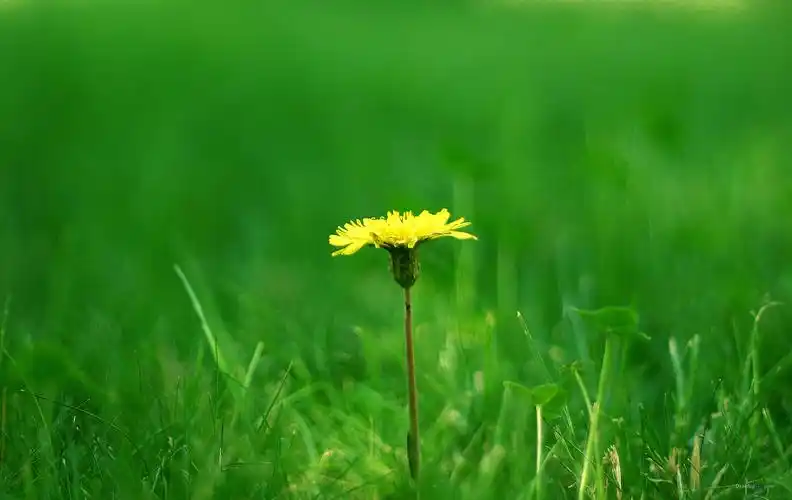 唯美梦幻小清新绿色养眼蒲公英花高清桌面壁纸