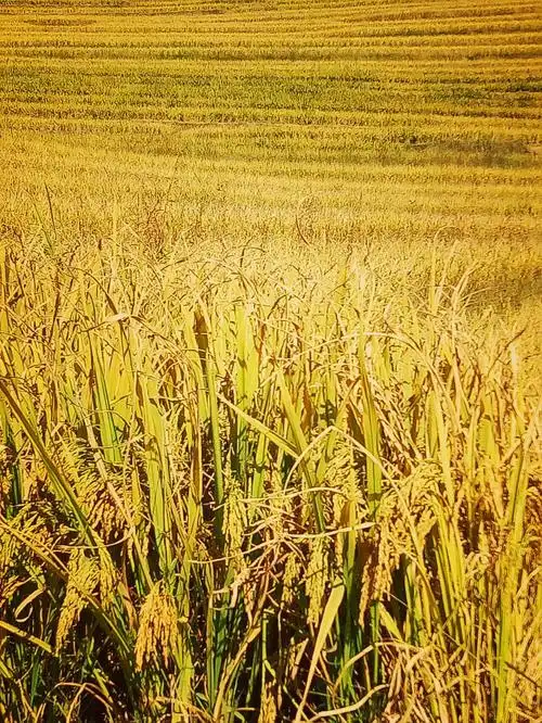 在最美的季节,看你最美的容颜