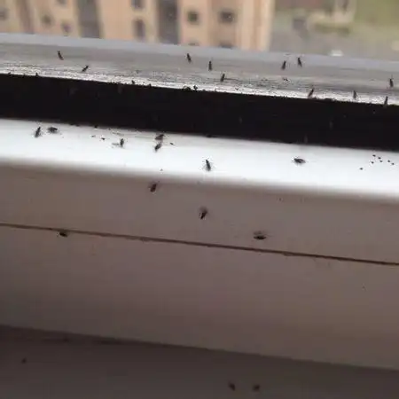 天气热了,家里就有很多小飞虫,杀死还不断出来,请问有什么办法可以