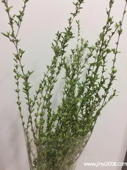 六月雪的功效与作用