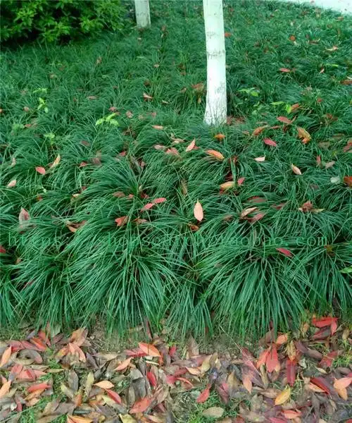 麦冬中细叶草苗常绿耐寒花坛庭院别墅绿化地被宿根