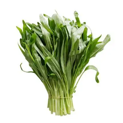 水空心菜的水空空心菜简介