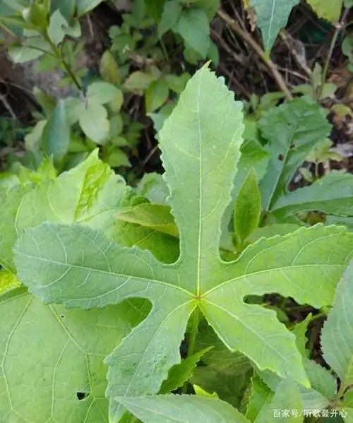 黄花的叶子通常掌状5裂,但也有3裂甚至不裂的.
