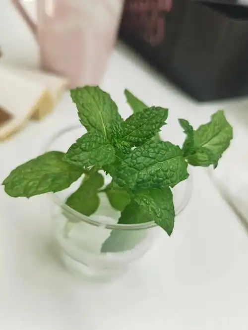 水培薄荷发芽了