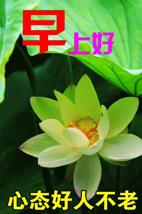 12月最新早上好暖心的祝福语句,早上最漂亮的问候表情图片