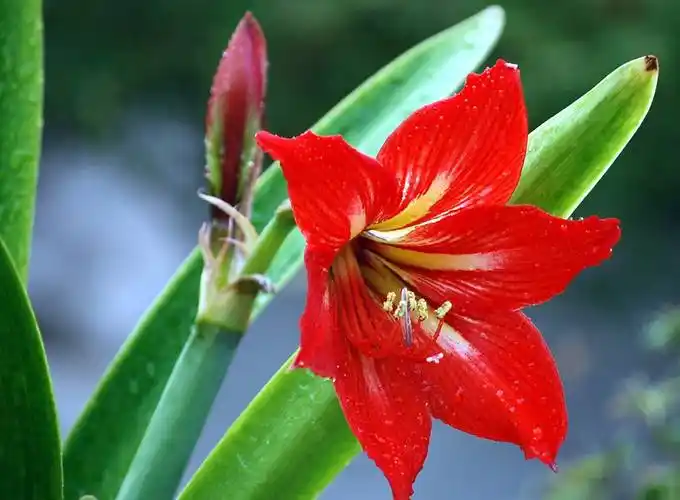 朱顶红图片和养殖方法,朱顶红的介绍