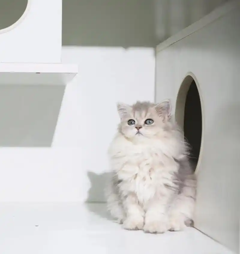 是一枚超甜美的蓝金妹妹呀～11色长毛蓝金渐层妹妹,毛量好,3 - 抖音