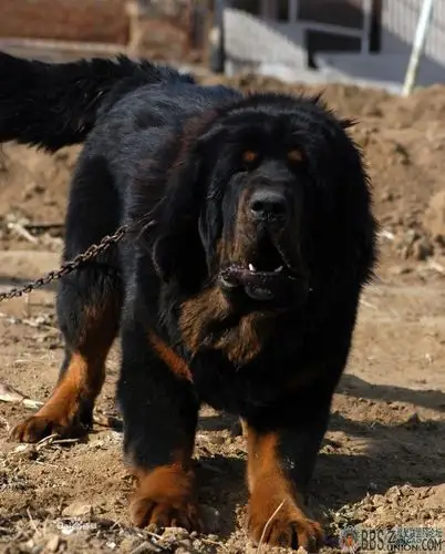 请问我这只藏獒好不好?是虎头还是狮头.谢谢.求答案.