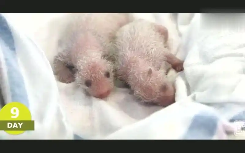 刚出生的小熊猫好可爱啊软软的看着好舒服啊