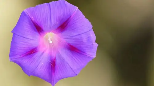 唯美高清牵牛花小清新桌面壁纸