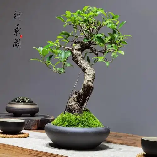造型老桩台湾花皮榕小叶榕树盆景绿植花卉四季常青盆栽观茎植物