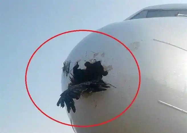 空中鸟,机互撞下场会如何?它竟撞穿飞机头了