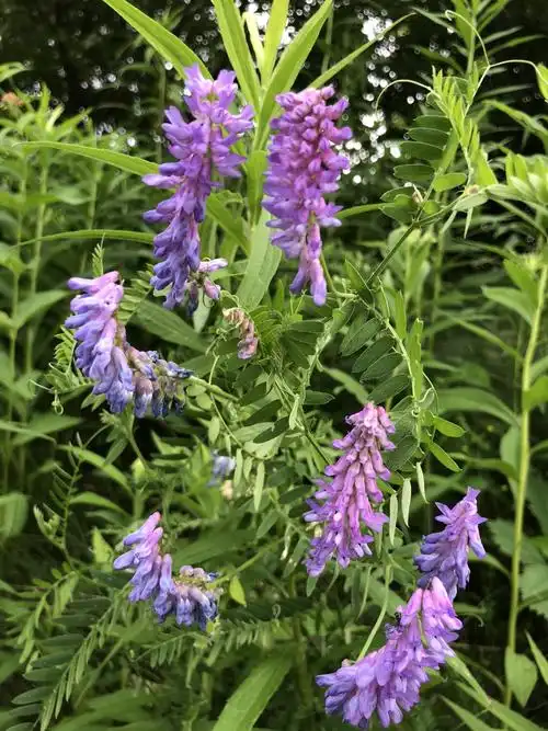 路边芬芳的野花