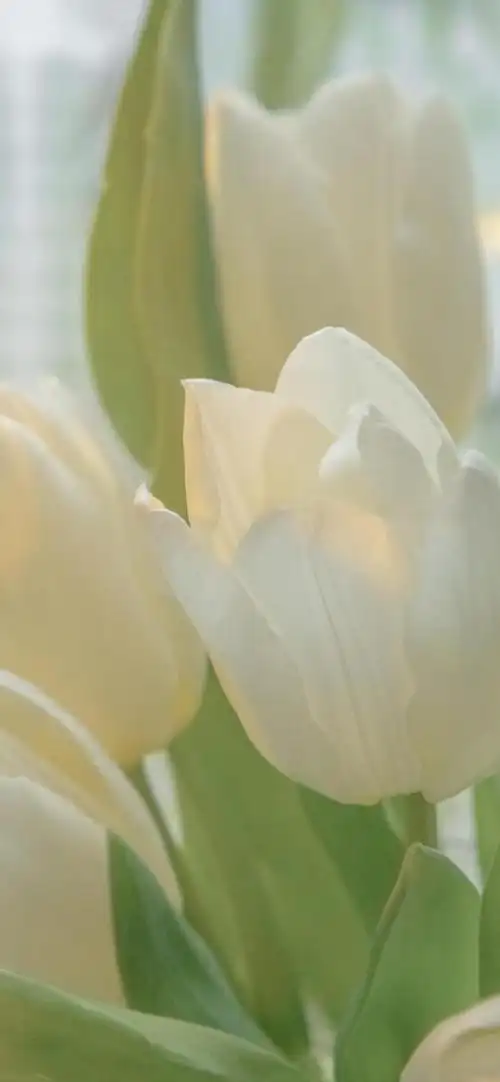 白色郁金香花朵 - tt98图片网