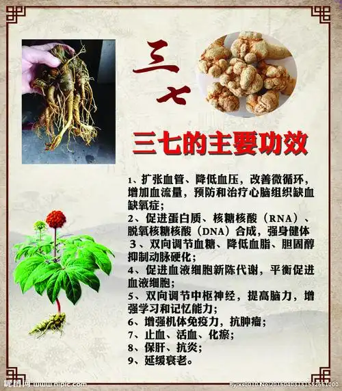 三七药材的功效图片