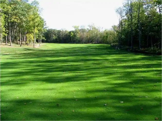 批发草地早熟禾草籽 午夜早熟禾 蓝标午夜种子