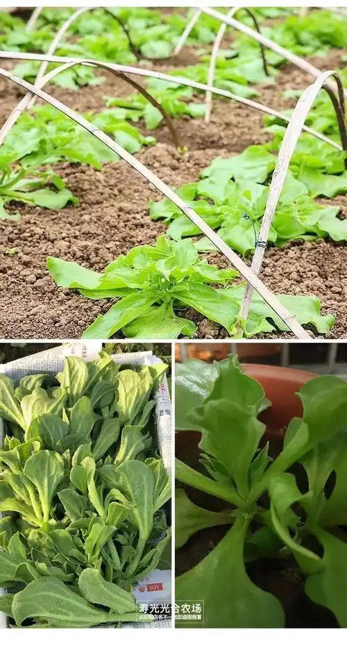 正宗水晶冰菜秧苗营养高钙冰草种子自带冰晶阳台四季盆栽蔬菜种苗