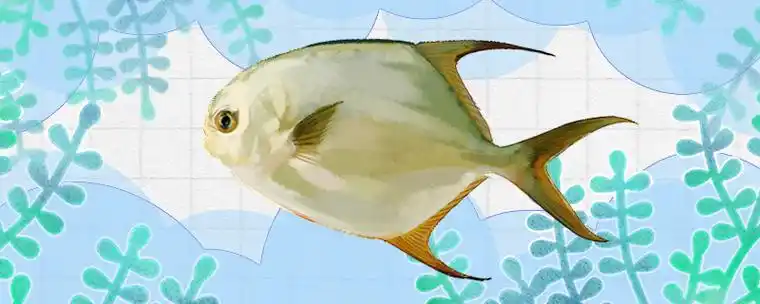 金鲳鱼有鱼鳞吗,有毒吗