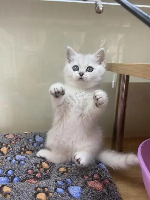 银渐层vs金渐层04