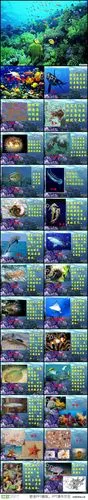 海洋生物介绍ppt下载