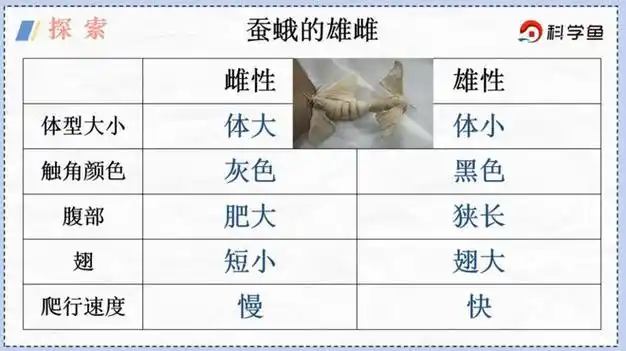 雌蚕蛾的体型比雄蚕蛾大,这是因为雌蚕蛾体内存有大量的卵.