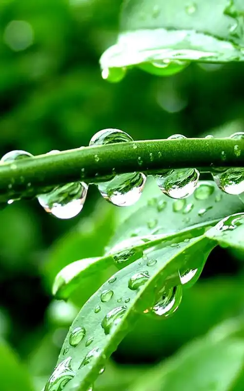 清新护眼绿色植物手机壁纸 第二辑