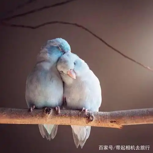 这种家养小鸟太浪漫,相互依偎爱意浓浓