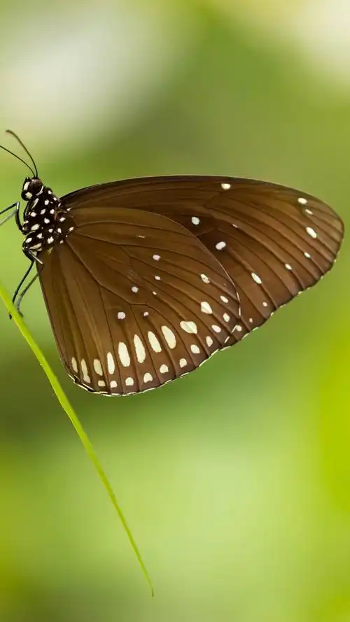 如过清风,蝴蝶,入梦,如过,清风, 标签:清新清新淡雅美丽美丽图片蝴蝶