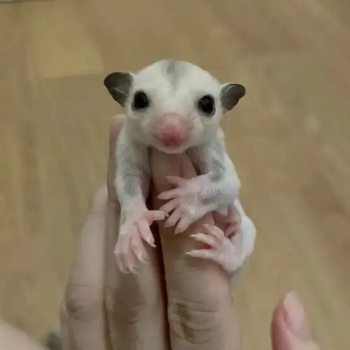 蜜袋鼯宝宝长大啦