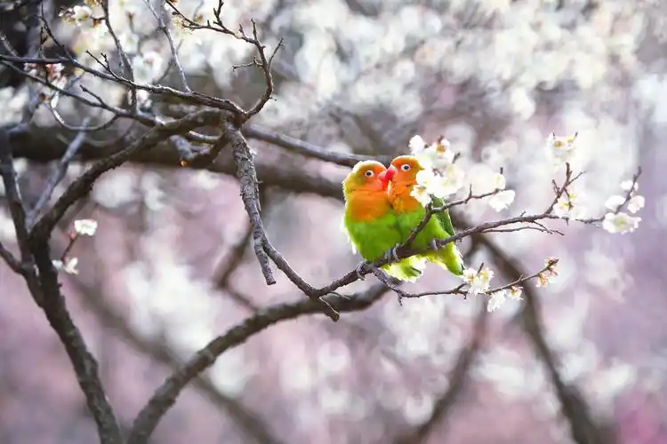春天梅花树上的两只可爱小鹦鹉