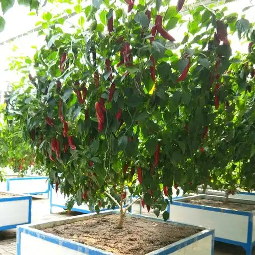 寿光菜博会 辣椒树种子 观赏食用 多年生 树状 春播特色蔬菜种籽