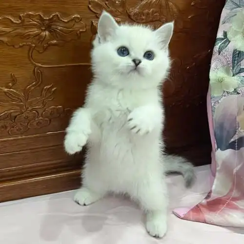 深圳龙华清湖英短银渐层重点色蓝眼银点妹妹