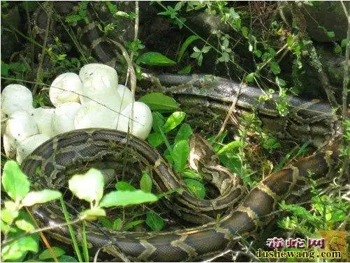 所以,养蛇场领导一定要抓住春季做好蛇场的种蛇蛋的采购工作,现在是四