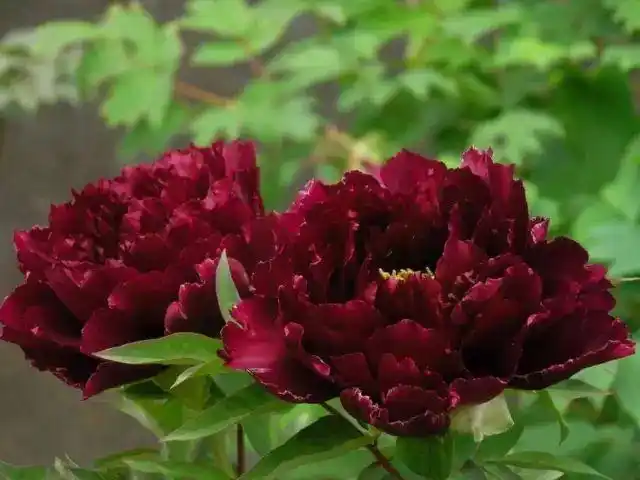 天下牡丹出菏泽!(牡丹品种大全)